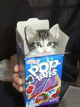 Pop-Tart-Cat-pop-tarts-5316670-261-350